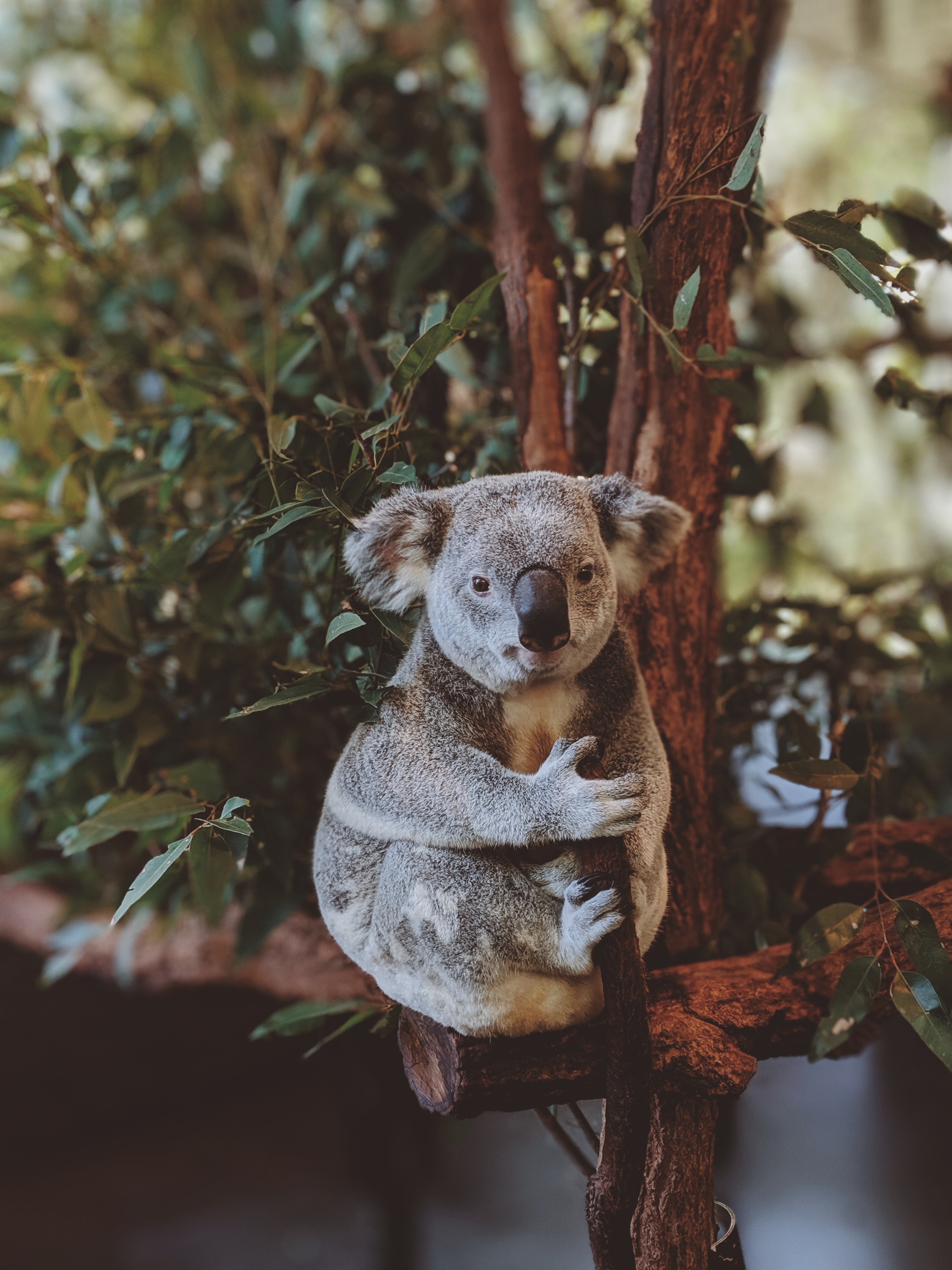 Koala's image